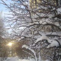 Зимой :: Елена Семигина