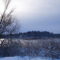 В окрестностях Калининграда :: Рита Симонова