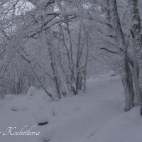 Природа Крыма :: Amazing Cosmea