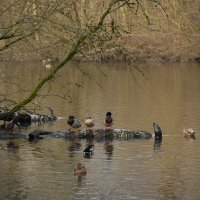 Пруд :: Jakob Dick