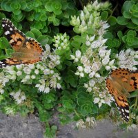 Репейницы :: Надежда Куркина 