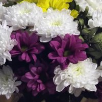 Хризантемы :: Freddy 97