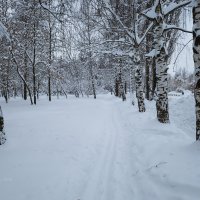 Зимние берёзы :: Александр Синдерёв
