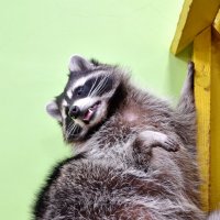 Позирующий енот. :: Леонид Иванчук