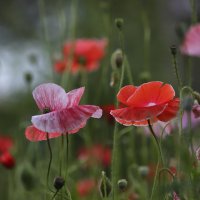 Цветущее лето :: елена беликова