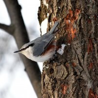 Поползень. :: Алексей .