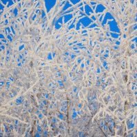 паутинка :: Ольга Митрофанова