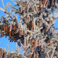 Шишки :: Ольга Митрофанова