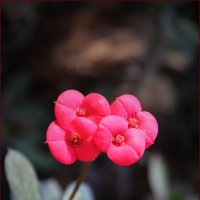 *** :: Александр. AVG100 ---