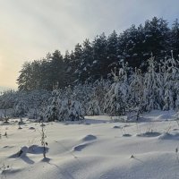 Солнечный день. :: Михаил Колосов 