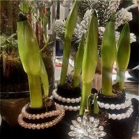 Лучистая красота! :: Нина Андронова