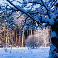 ясный морозный денек :: Артём 