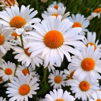 Ромашки :: Наталья 