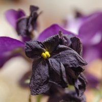 *** :: Виктор Иванович Чернюк