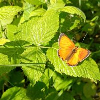 Червонец огненный :: Любовь Сахарова