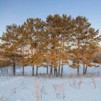В лучах утреннего зимнего солнца :: Владимир Кириченко