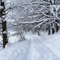 Лес во власти снега. :: Милешкин Владимир Алексеевич 