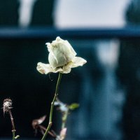 роза в январе :: Дмитрий Лупандин