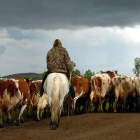 Пастух. :: nadyasilyuk Вознюк