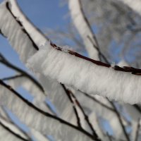 Лес королевы зубных щёток :: Ольга 