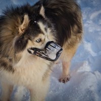 хаски-голубые глазки :: Артём 