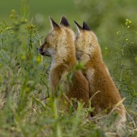 В ожидании :: Валерий Черняк