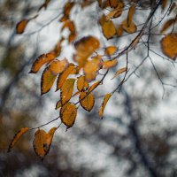 Золоченные брызги померкшей осени. :: Анатолий Щербак