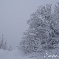 Природа Крыма :: Amazing Cosmea