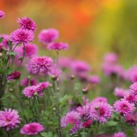 Летнее :: елена беликова