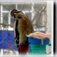 Прилетел на обед ... :: Валентина Надсон