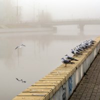 Банда :: Владимир Жуков