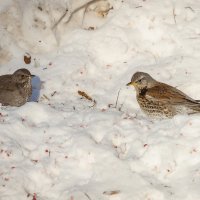 Тихий диалог рябинников. :: Вадим Басов