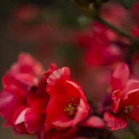 *** :: Яна Горбунова