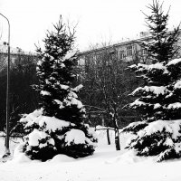 Ели везде и всюду. :: Василий Палий