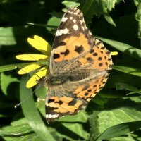 Бабочка :: Аркадий Басович