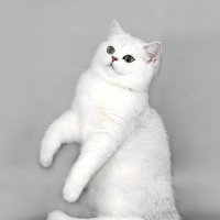 ... :: Светлана Ищенко