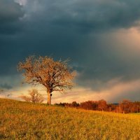 spring :: Elena Wymann