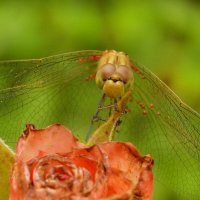 "...эти глаза напротив..." :: Надежда Куркина 