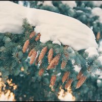 С сегодняшней прогулки... :: Руслан 