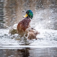 Водные процедуры :: Андрей 