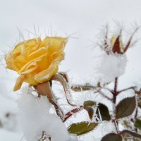 На лепестках колючий иней.... О, как безжалостна Зима! :: Надежда Куркина 