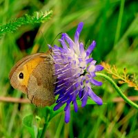 опять про бабочек...331 :: Александр Прокудин