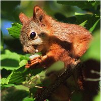 Вкусный орешек :: Валентин Котляров