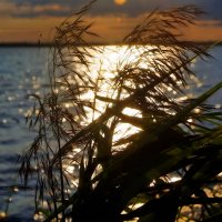 на берегу Северной Двины :: Игорь Корф