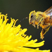 606F)Фото репортаж из зоопарка -8 :: irina Schwarzer 