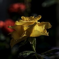 Желтая роза :: Игорь Сикорский
