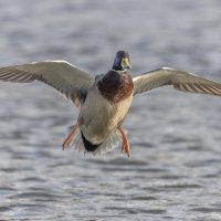 селезень :: юрий макаров