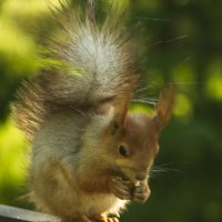 красавица :: Владимир Зырянов