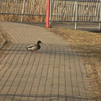 по правилам :: Владимир Зырянов