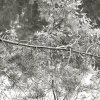 Фотография :: Денис Безногов